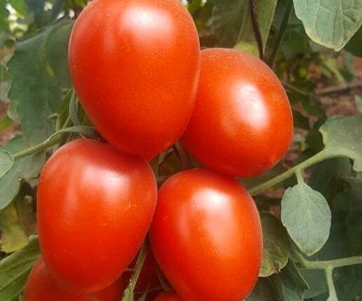 Hybrid Tomato Seeds Heirloom Seeds Farmson Biotech